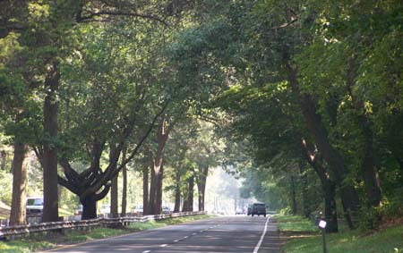 Merritt Parkway Tree Canopy