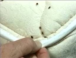 Bed bugs on mattress