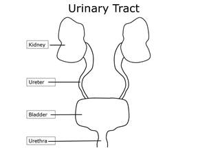 Urinary Tract