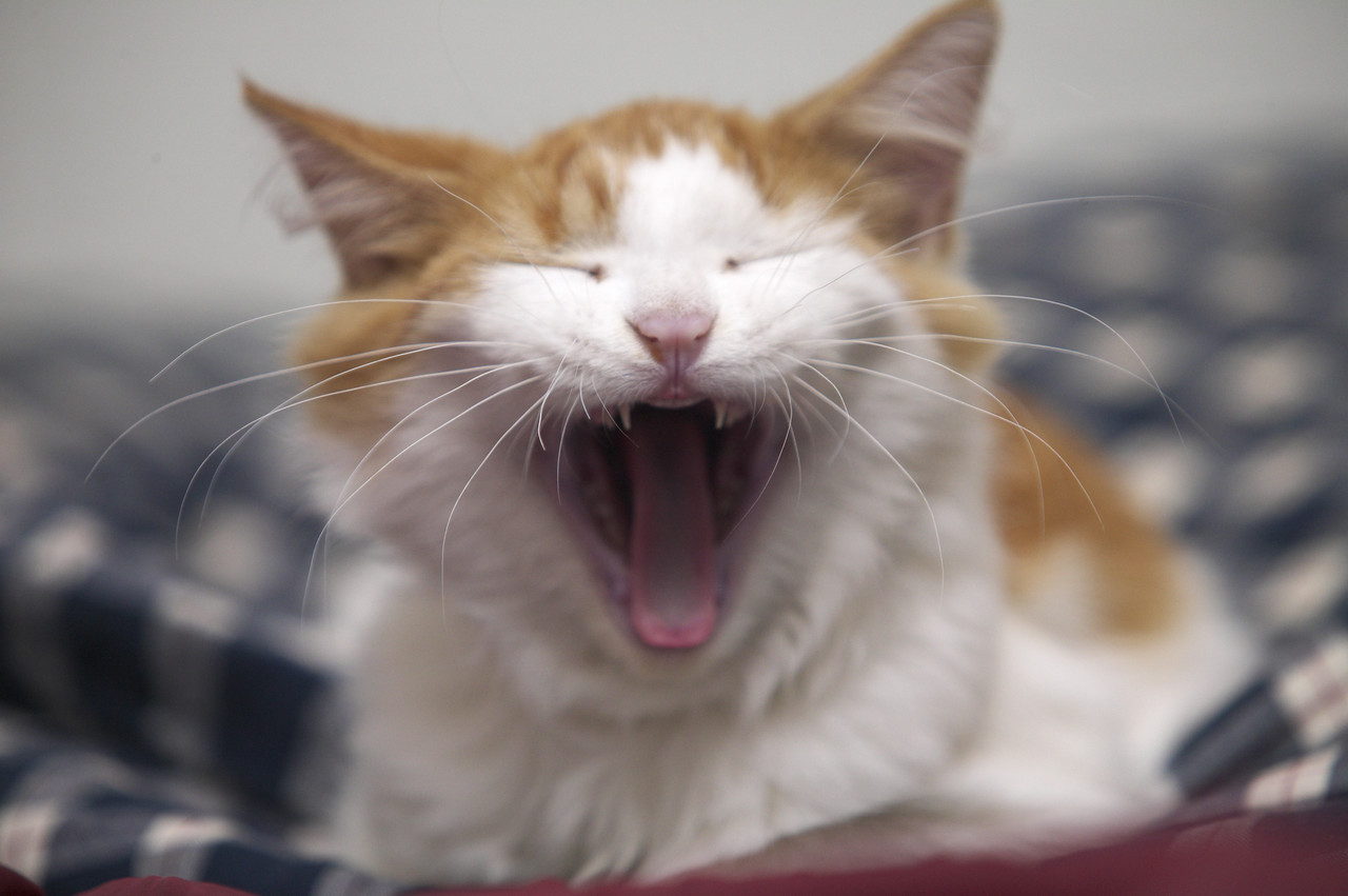 cat yawning