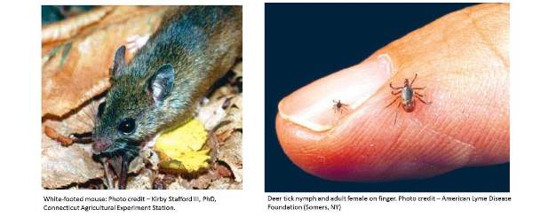 White-footed mouse and ticks on a finger.