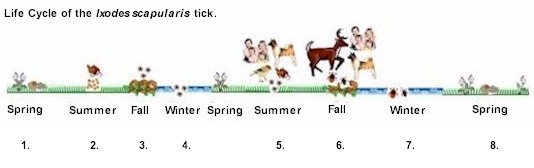 Tick life cycle.