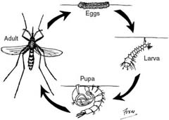 culex mosquito pupa