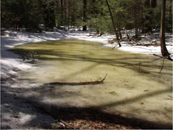 Vernal pool