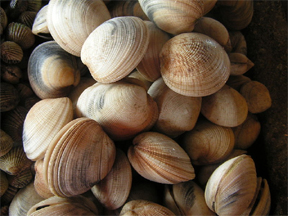 Image of Shellfish