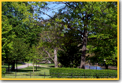Bushnell Park - Pond View